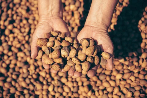 Raccolta manuale delle mandorle pugliesi Filippo Cea utilizzate per Adriatico Amaretto Bianco