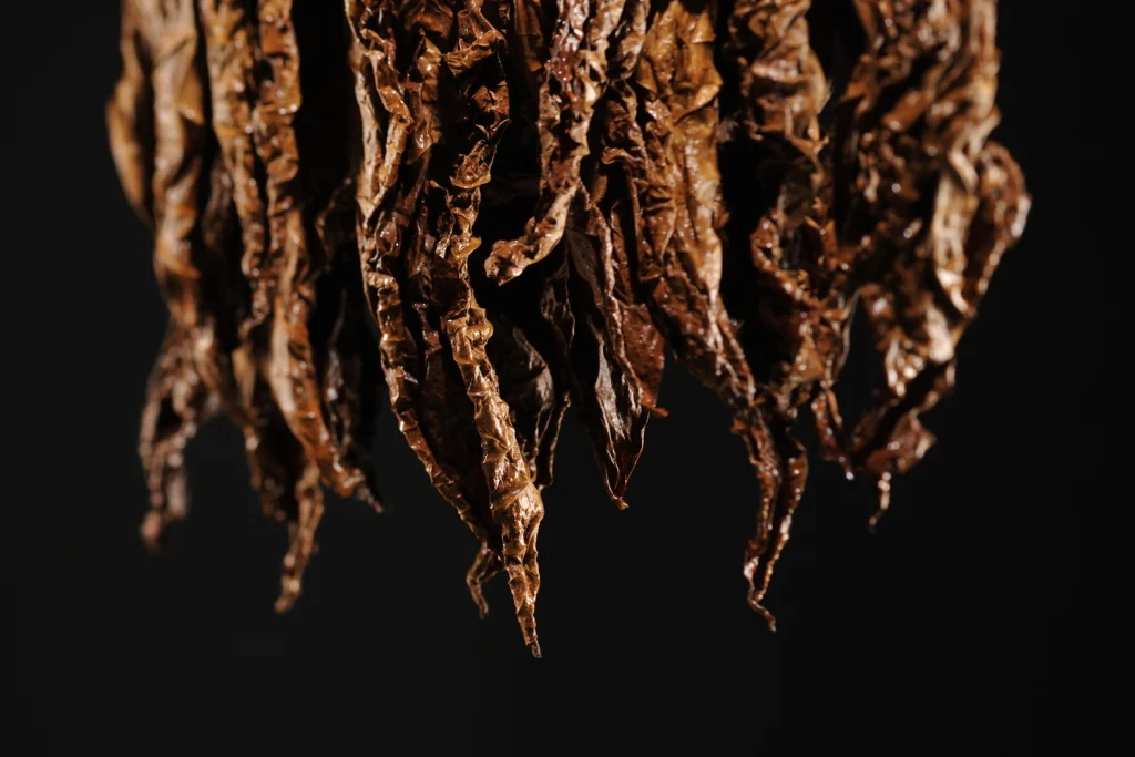 Primo piano di foglie di tabacco Kentucky scure appese verticalmente durante la fase di essiccazione.