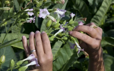 Filiera del Sigaro Toscano in crescita: +29% di superfici e valore raddoppiato per il tabacco Kentucky
