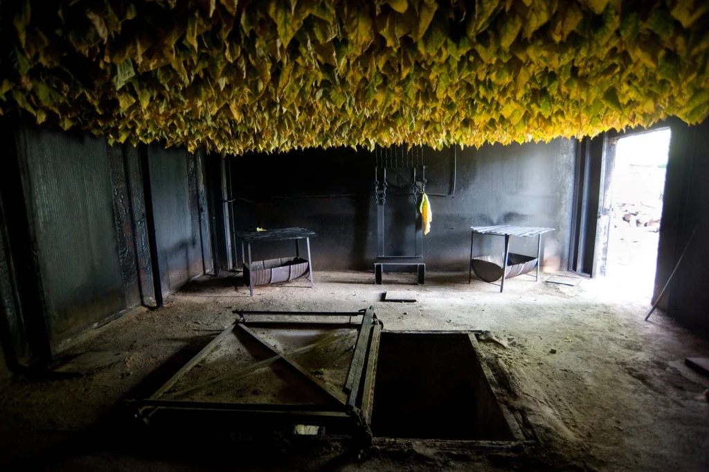 Interno di un essiccatoio tradizionale con foglie di tabacco Kentucky appese durante il processo di cura a fuoco Dark Fire Cured.