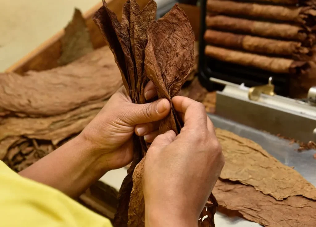 Mani esperte di un torcedor che seleziona e arrotola le foglie di tabacco all'interno della manifattura di sigari a Cuba.