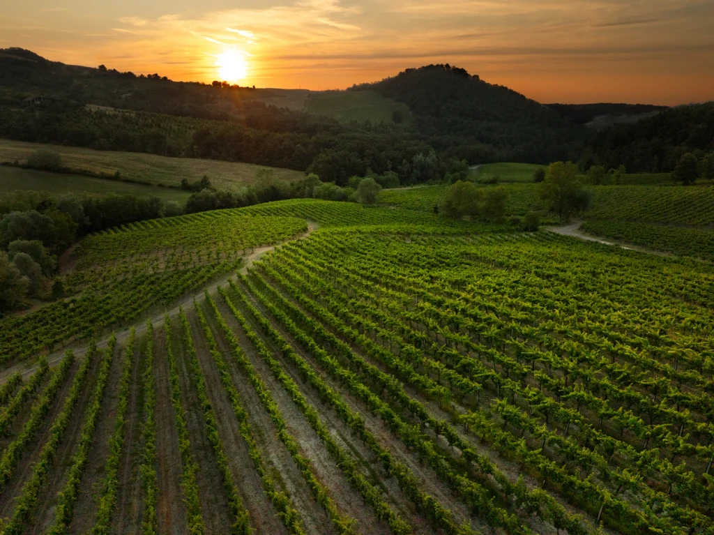 Primo piano di foglie di vite green tra i filari con lo sfondo del paesaggio collinare dell'Oltrepò Pavese.